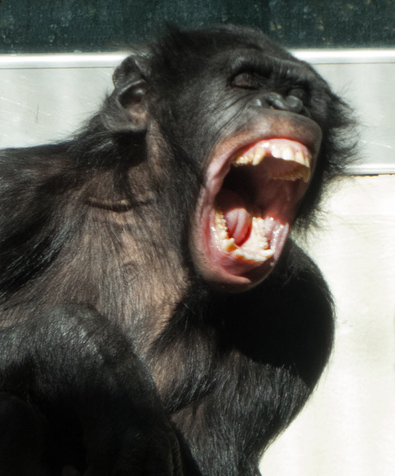 Bonobo-Jungtier AZIBO am 22. März 2019 im linken Sektor am Gitter zum Nachbargehege im Menschenaffen-Haus im Grünen Zoo Wuppertal