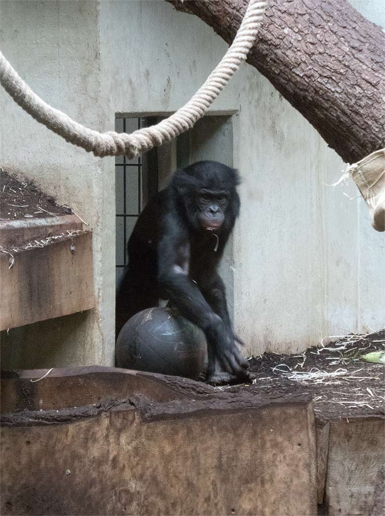 Bonobo-Jungtier AZIBO am 22. März 2019 am Durchgang zum Rückzugsraum von BILI im linken Sektor im Menschenaffen-Haus im Zoologischen Garten Wuppertal