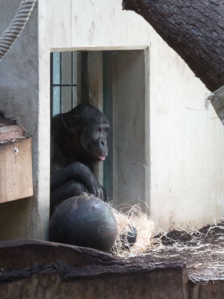 Bonobo-Männchen BILI am 22. März 2019 am Durchgang zum Rückzugsraum im linken Sektor im Menschenaffen-Haus im Grünen Zoo Wuppertal