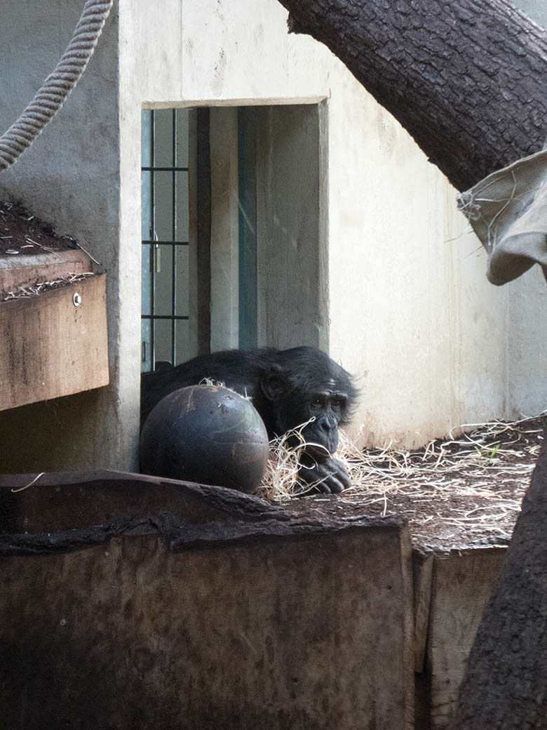 Bonobo-Männchen BILI am 22. März 2019 am Durchgang zum Rückzugsraum im linken Sektor im Menschenaffen-Haus im Wuppertaler Zoo
