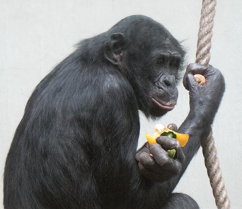 Bonobo-Männchen BILI am 24. März 2019 im linken Sektor im Menschenaffen-Haus im Wuppertaler Zoo