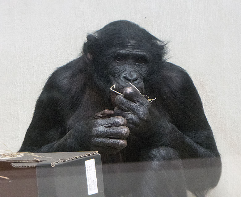 Bonobo-Männchen BILI am 24. März 2019 im linken Sektor im Menschenaffen-Haus im Wuppertaler Zoo