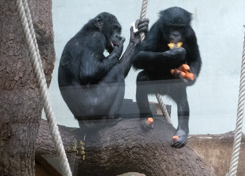 Bonobo-Männchen BILI und Bonobo-Jungtier AZIBO am 24. März 2019 im linken Sektor im Menschenaffen-Haus im Wuppertaler Zoo