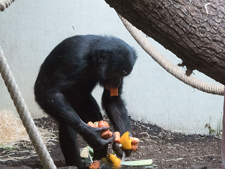 Bonobo-Jungtier AZIBO mit Möhren am 24. März 2019 im linken Sektor im Menschenaffen-Haus im Grünen Zoo Wuppertal