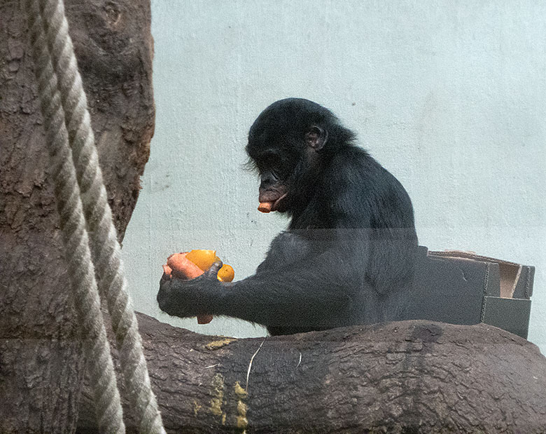 Bonobo-Jungtier AZIBO mit Möhren am 24. März 2019 im linken Sektor im Menschenaffen-Haus im Zoologischen Garten Wuppertal