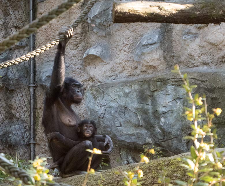 Bonobo-Weibchen EJA mit Bonobo-Jungtier BAKARI am 29. März 2019 auf der Außenanlage am Menschenaffen-Haus im Grünen Zoo Wuppertal