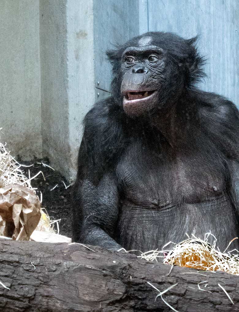 Bonobo-Männchen MATO am 4. Mai 2019 im Innengehege im Menschenaffen-Haus im Wuppertaler Zoo