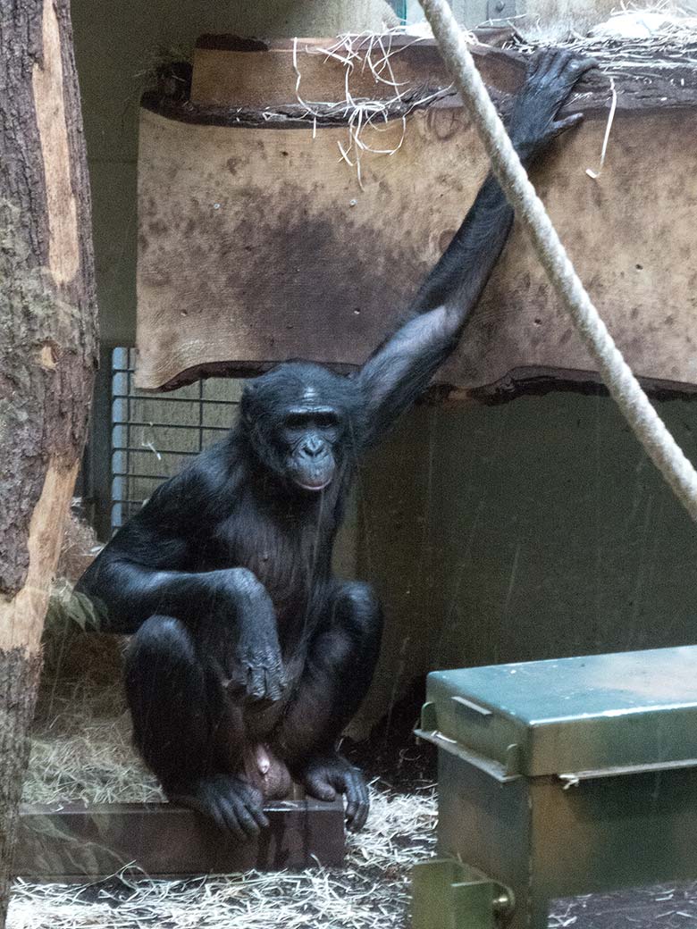 Bonobo BILI am 12. Mai 2019 im Menschenaffen-Haus im Wuppertaler Zoo