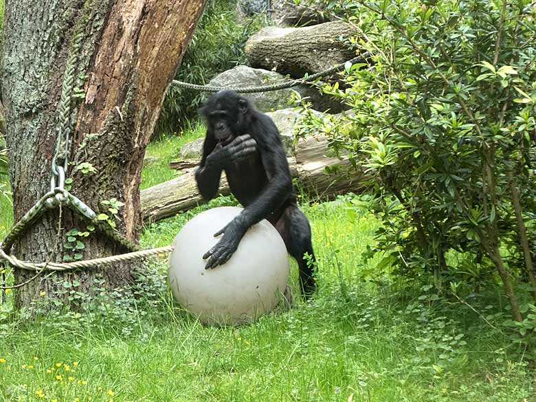 Bonobo BILI am 26. Mai 2019 auf der Außenanlage am Menschenaffen-Haus im Wuppertaler Zoo
