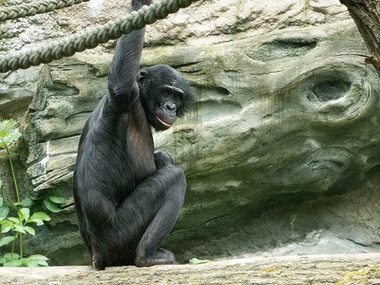 Bonobo BILI am 26. Mai 2019 auf der Außenanlage am Menschenaffen-Haus im Grünen Zoo Wuppertal