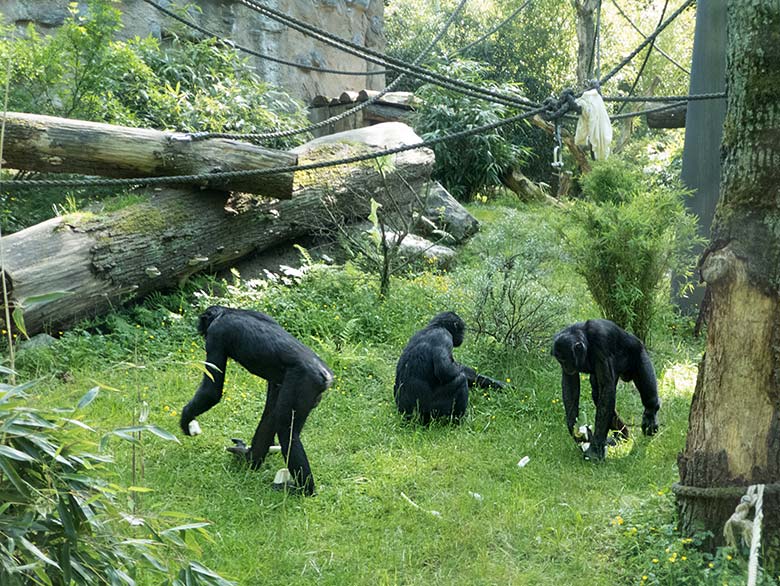 Bonobo-Männchen BILI mit BIROGU und MATO am 1. Juni 2019 auf der Außenanlage am Menschenaffen-Haus im Grünen Zoo Wuppertal