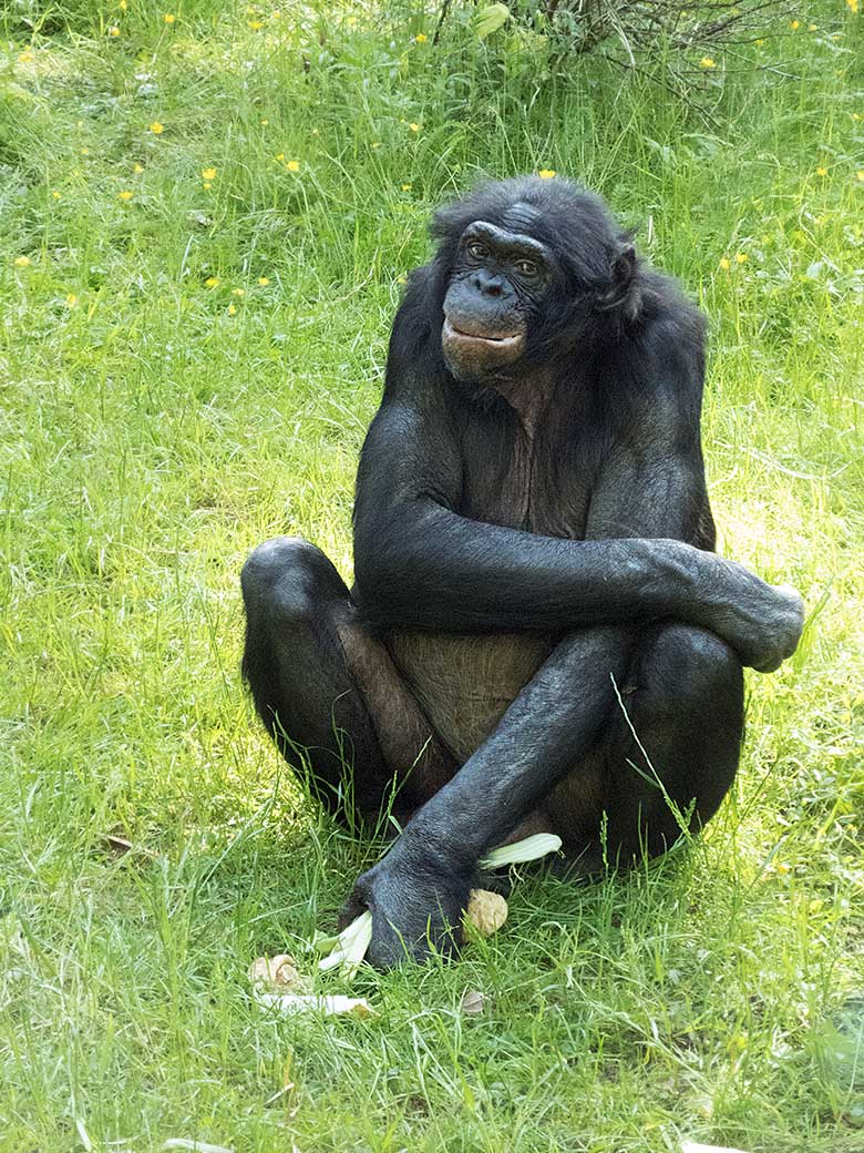 Bonobo-Männchen MATO am 1. Juni 2019 auf der Außenanlage am Menschenaffen-Haus im Wuppertaler Zoo