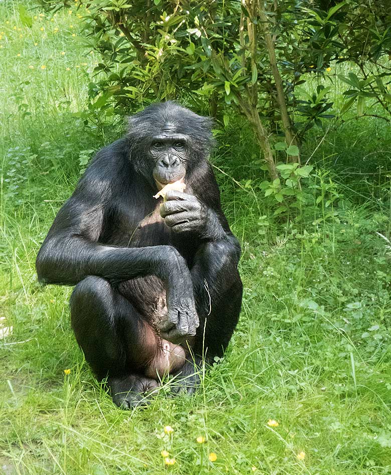 Bonobo-Männchen BILI am 1. Juni 2019 auf der Außenanlage am Menschenaffen-Haus im Grünen Zoo Wuppertal