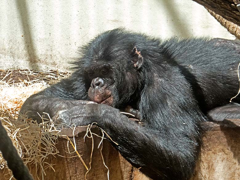 Bonobo-Männchen BIROGU am 1. Juni 2019 im linken Sektor des Bonobo-Innengeheges im Menschenaffen-Haus im Zoo Wuppertal