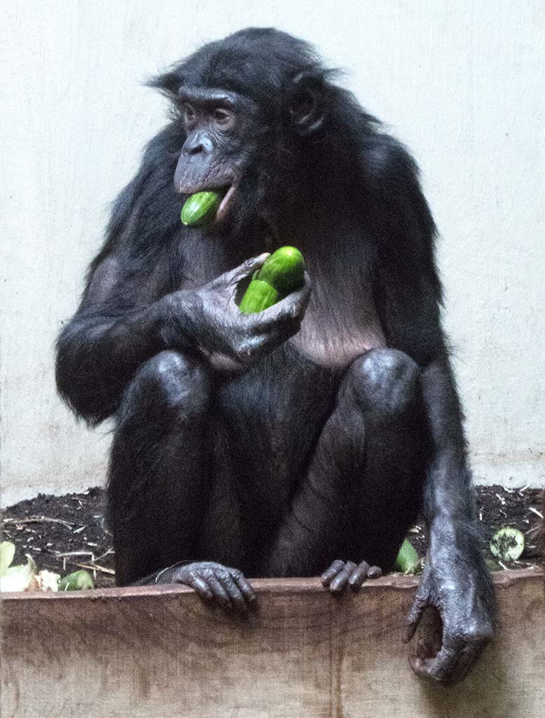 Bonobo-Weibchen EJA am 3. Juni 2019 im Innengehege im Menschenaffen-Haus im Grünen Zoo Wuppertal