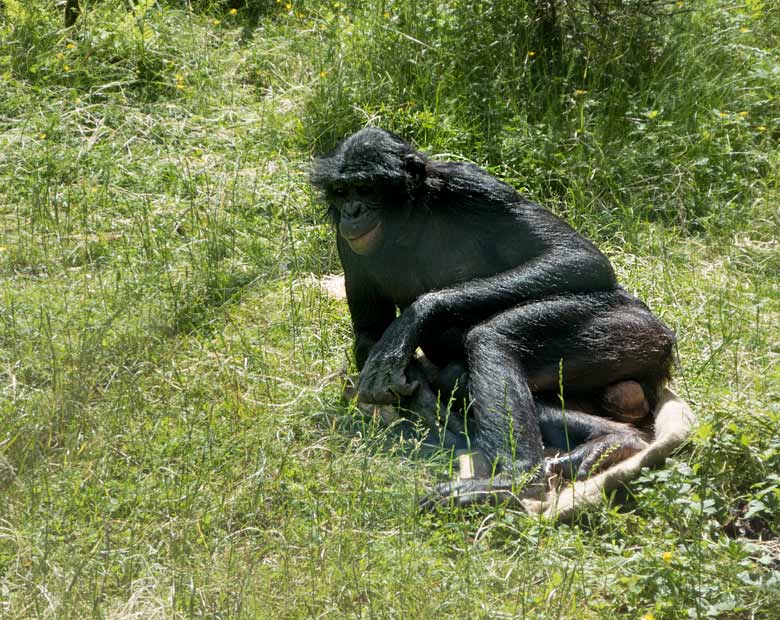 Bonobo-Männchen BILI am 13. Juni 2019 auf der Außenanlage am Menschenaffen-Haus im Grünen Zoo Wuppertal