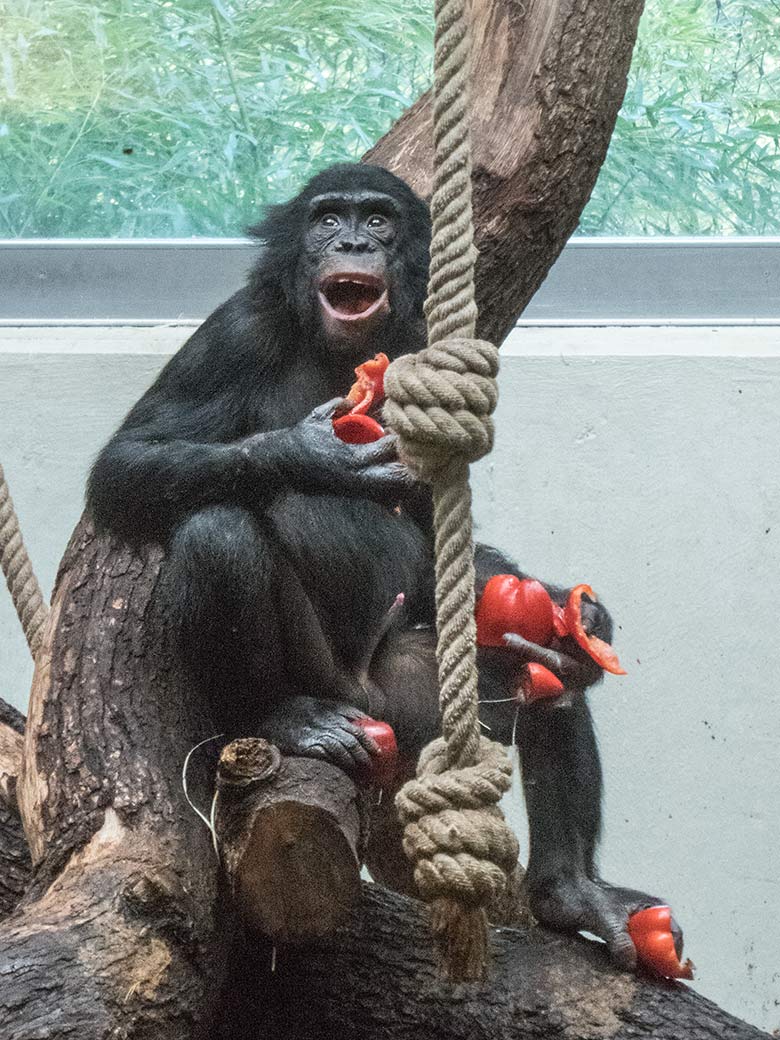 Bonobo AYUBU am 2. Oktober 2019 im Innengehege im Menschenaffen-Haus im Zoologischen Garten Wuppertal