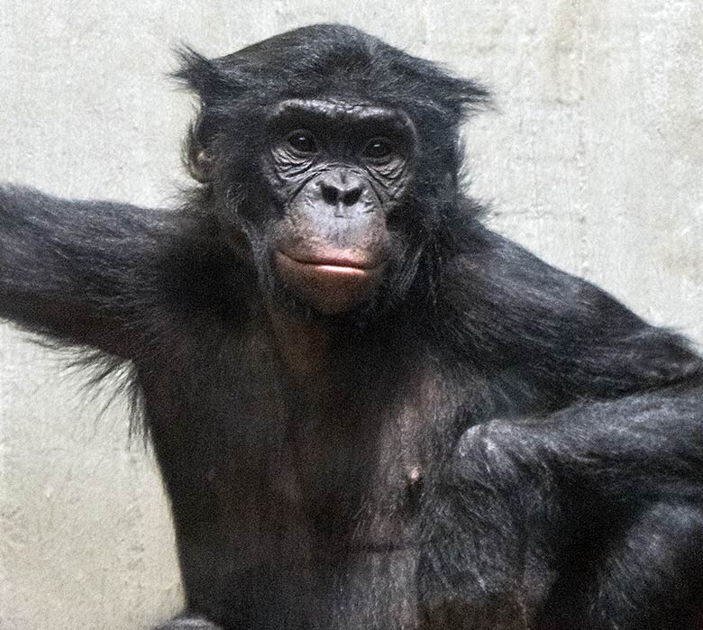 Männliches Bonobo-Jungtier AZIBO am 1. Dezember 2019 im Menschenaffen-Haus im Grünen Zoo Wuppertal