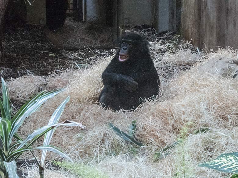 Bonobo-Jungtier AYUBU am 22. Dezember 2019 im Menschenaffen-Haus im Grünen Zoo Wuppertal