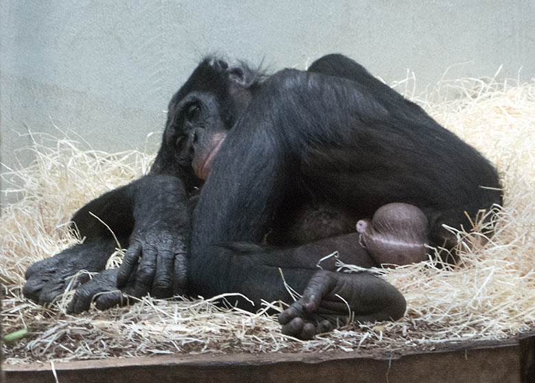 Bonobo-Männchen BILI am 15. Januar 2020 im Menschenaffen-Haus im Wuppertaler Zoo