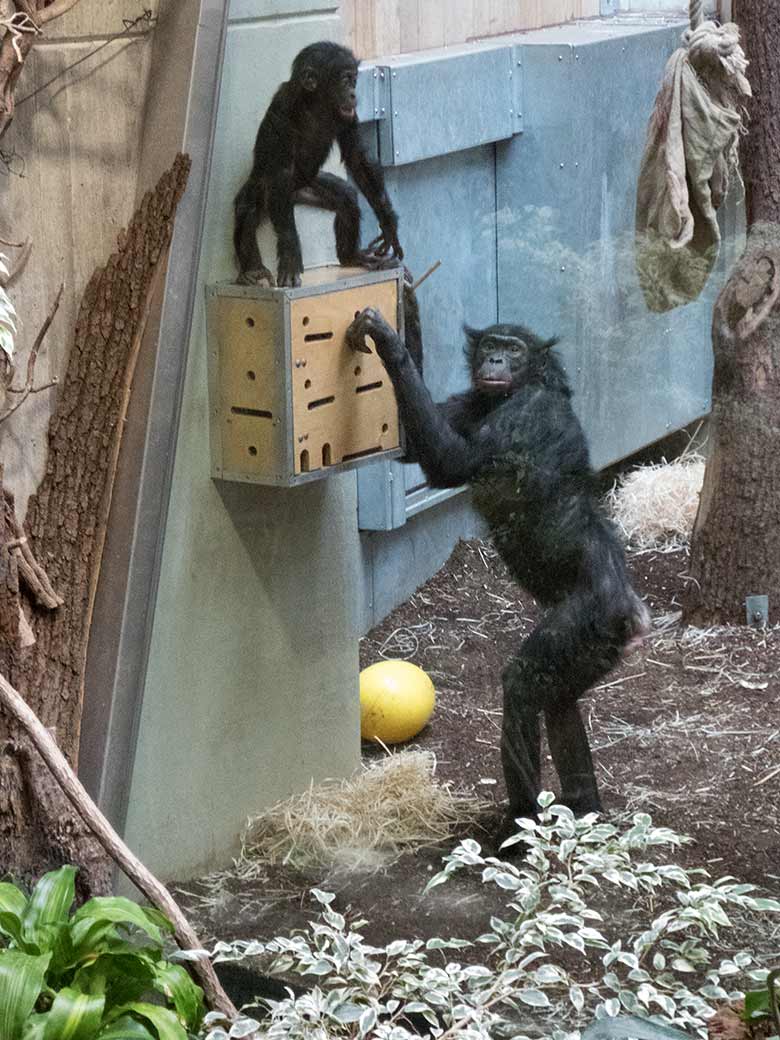 Bonobo-Weibchen EJA mit ihrem männlichen Jungtier Bakari am 25. Februar 2020 am Stocherkasten im Innengehege im Menschenaffen-Haus im Grünen Zoo Wuppertal