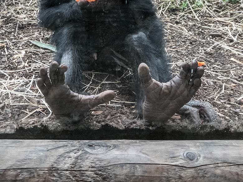 Füße des Bonobo-Jungtieres BAKARI am 14. Juni 2020 auf der Außenanlage am Menschenaffen-Haus im Wuppertaler Zoo