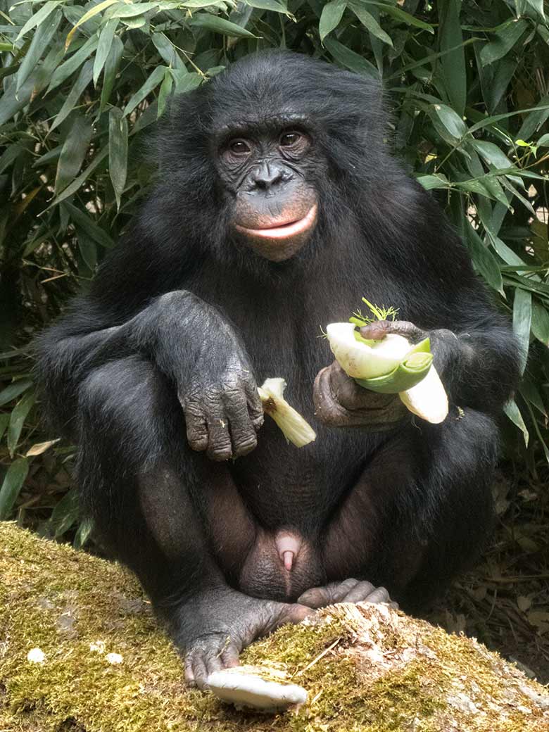 Männliches Bonobo-Jungtier am 14. Juni 2020 auf der Außenanlage am Menschenaffen-Haus im Zoo Wuppertal