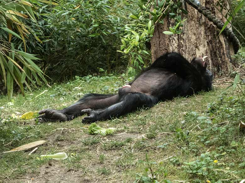 Auf dem Rücken liegendes männliches Bonobo-Jungtier am 14. Juni 2020 auf der Außenanlage am Menschenaffen-Haus im Wuppertaler Zoo