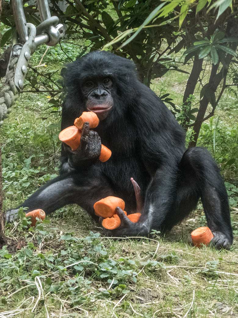 Bonobo-Jungtier AYUBU mit Möhren am 14. Juni 2020 auf der Außenanlage am Menschenaffen-Haus im Grünen Zoo Wuppertal