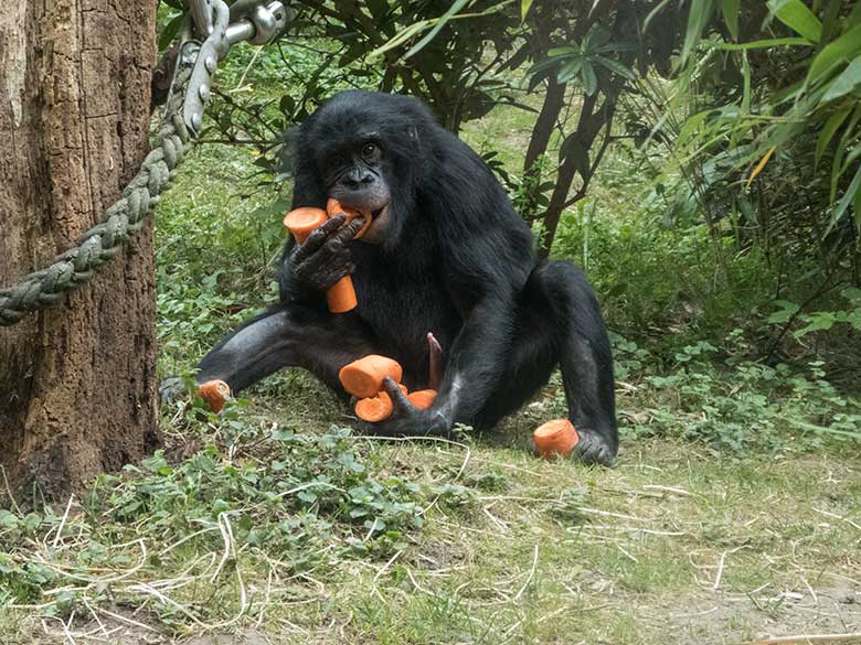 Bonobo-Jungtier AYUBU mit Möhren am 14. Juni 2020 auf der Außenanlage am Menschenaffen-Haus im Zoologischen Garten Wuppertal