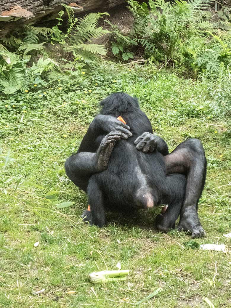 Kopulierende Bonobos am 14. Juni 2020 auf der Außenanlage am Menschenaffen-Haus im Zoo Wuppertal