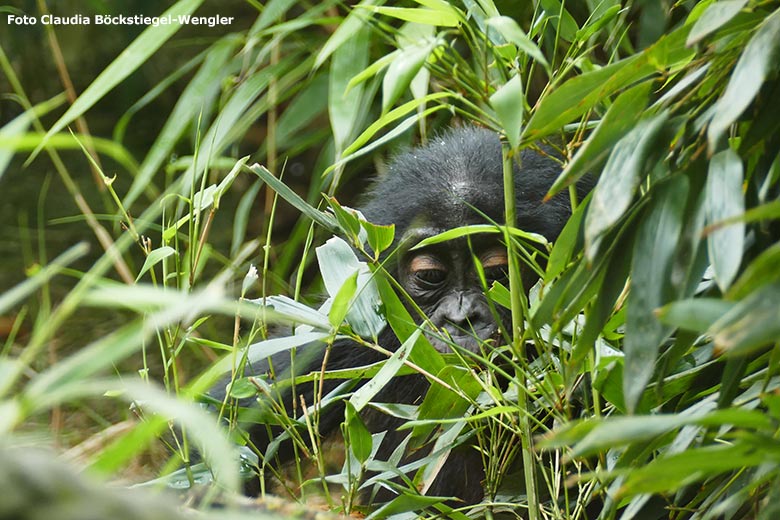 Bonobo-Jungtier am 15. Juni 2020 auf der Außenanlage am Menschenaffen-Haus im Grünen Zoo Wuppertal (Foto Claudia Böckstiegel-Wengler)