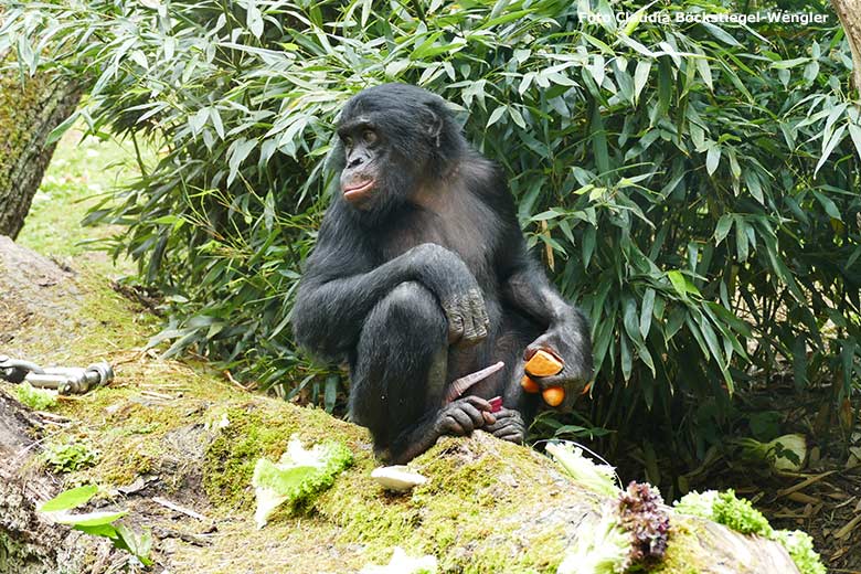 Bonobo-Jungtier AYUBU am 15. Juni 2020 auf der Außenanlage am Menschenaffen-Haus im Grünen Zoo Wuppertal (Foto Claudia Böckstiegel-Wengler)