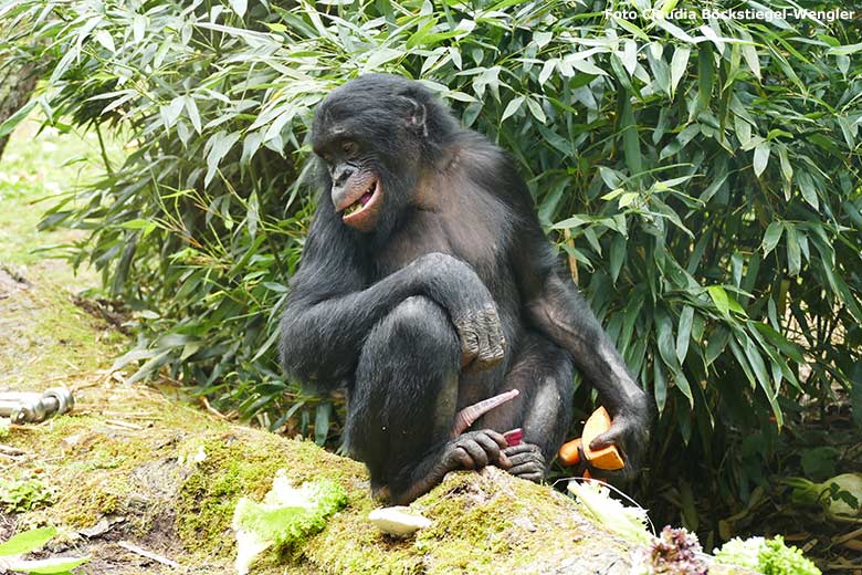 Bonobo-Jungtier AYUBU am 15. Juni 2020 auf der Außenanlage am Menschenaffen-Haus im Grünen Zoo Wuppertal (Foto Claudia Böckstiegel-Wengler)