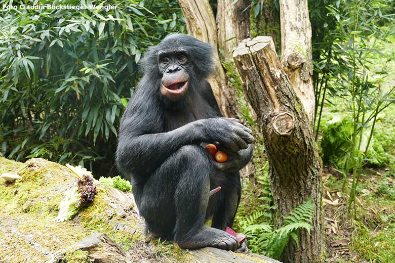 Bonobo-Jungtier AYUBU am 15. Juni 2020 auf der Außenanlage am Menschenaffen-Haus im Grünen Zoo Wuppertal (Foto Claudia Böckstiegel-Wengler)