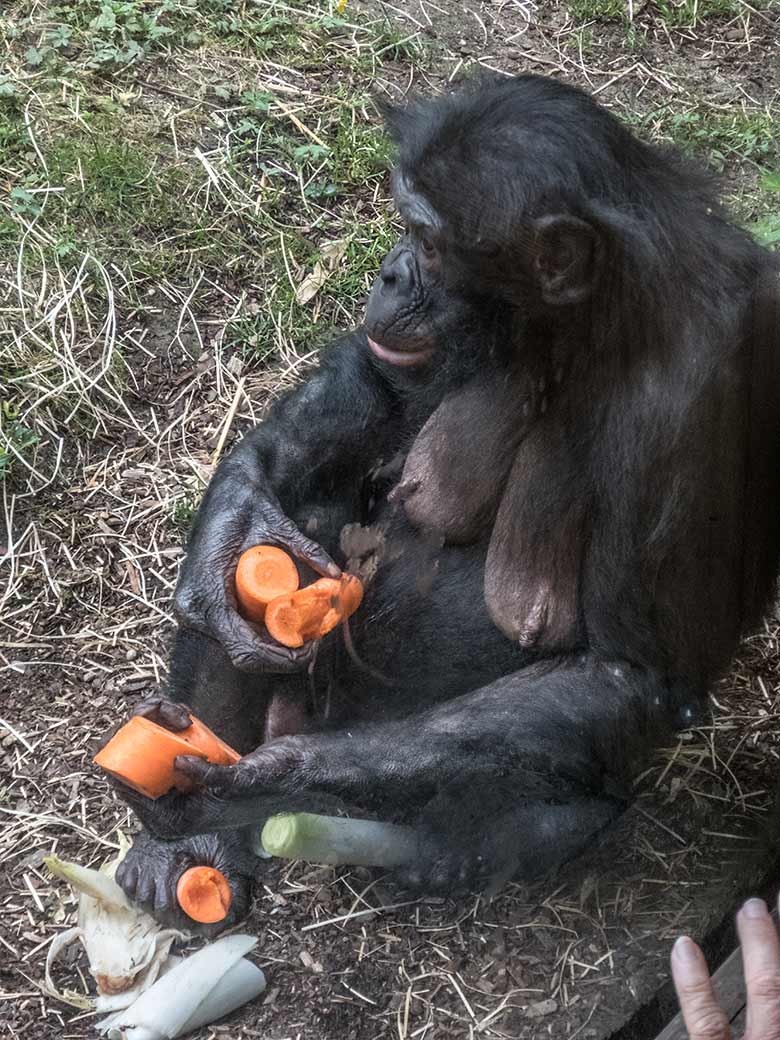 Bonobo-Weibchen EJA am 14. Juni 2020 an der Scheibe der Besucher-Hütte an der Bonobo-Außenanlage im Grünen Zoo Wuppertal