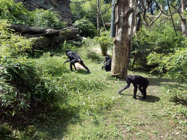 Männliche Bonobo-Jungtiere AZIBO, BAKARI und AYUBU am 11. Juli 2020 auf der Außenanlage am Menschenaffen-Haus im Zoologischen Garten Wuppertal