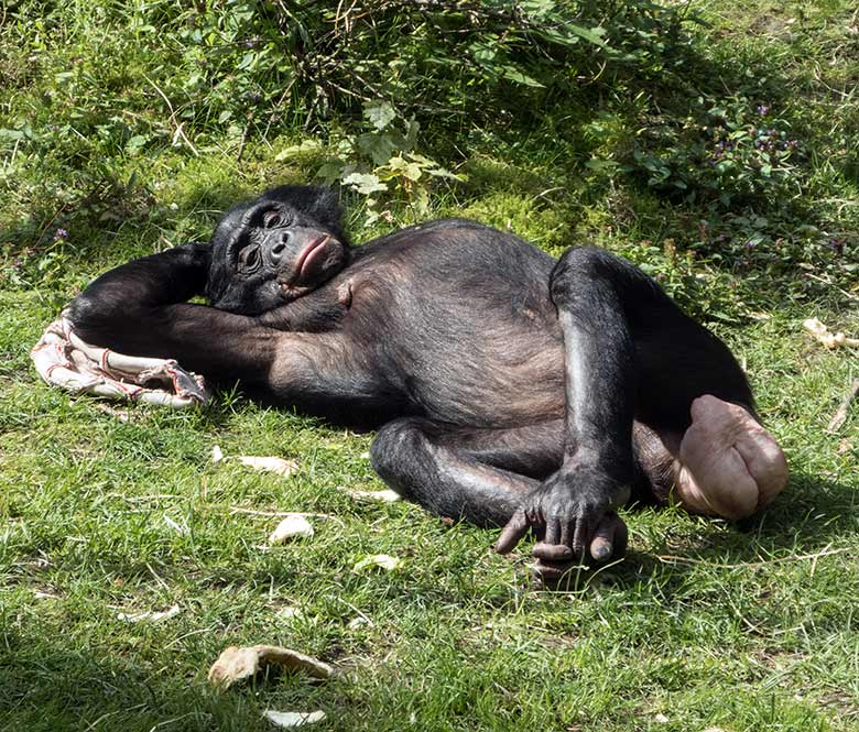 Bonobo-Weibchen am 19. Juli 2020 auf der Außenanlage am Menschenaffen-Haus im Zoo Wuppertal