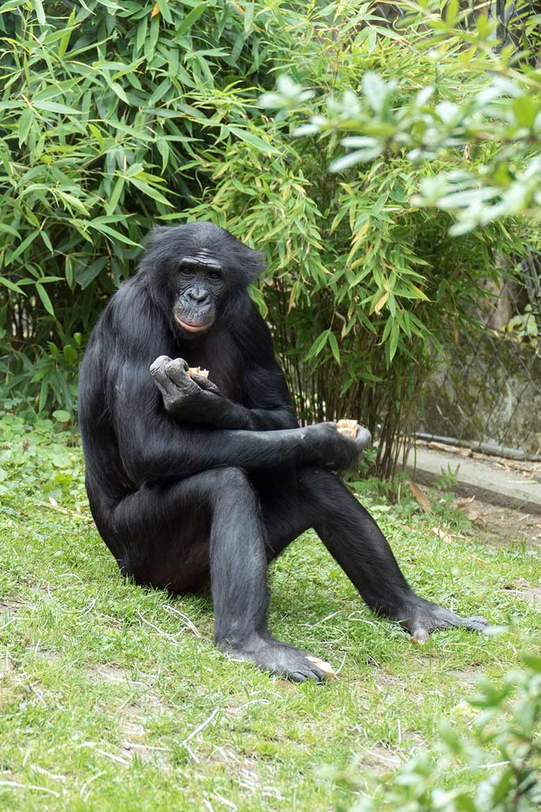 Männlicher Bonobo BILI am 9. August 2020 auf der Außenanlage am Menschenaffen-Haus im Grünen Zoo Wuppertal