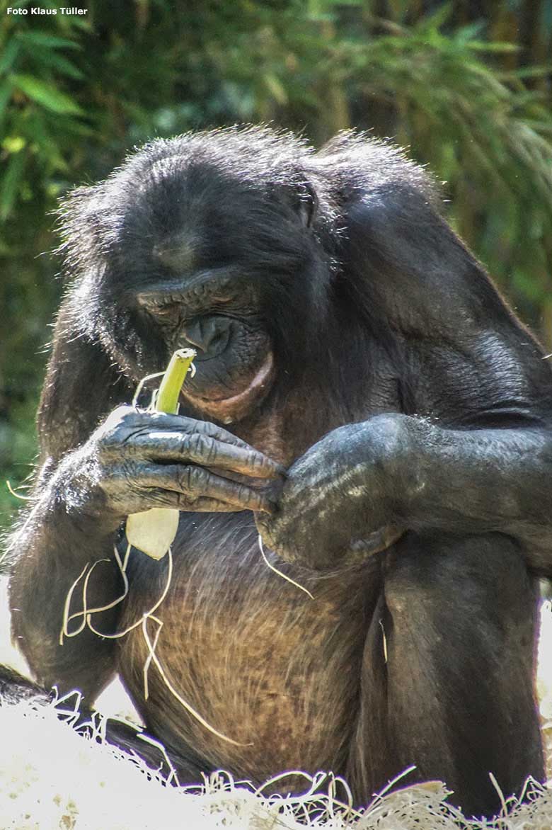 Männlicher Bonobo am 6. September 2020 auf der Außenanlage am Menschenaffen-Haus im Zoo Wuppertal (Foto Klaus Tüller)