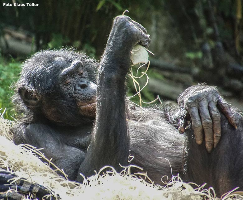 Männlicher Bonobo am 6. September 2020 auf der Außenanlage am Menschenaffen-Haus im Wuppertaler Zoo (Foto Klaus Tüller)