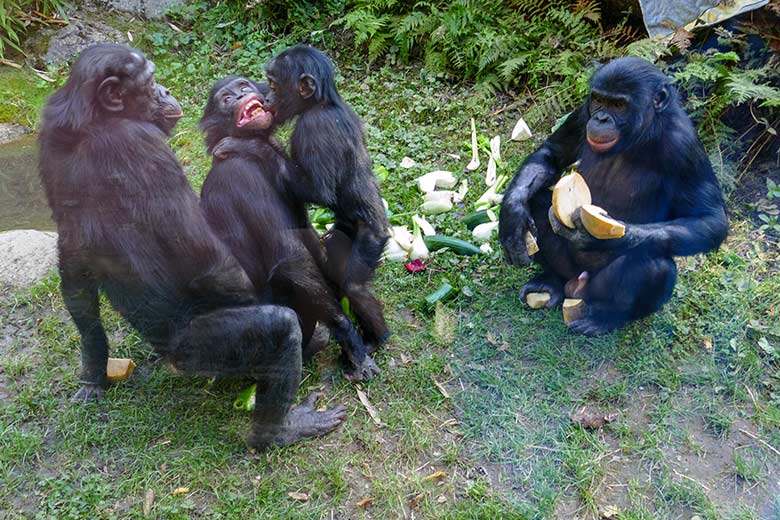 Bonobo-Weibchen EJA mit seinen drei männlichen Jungtieren AYUBU, BAKARI und AZIBO am 18. September 2020 auf der Außenanlage am Menschenaffen-Haus im Grünen Zoo Wuppertal