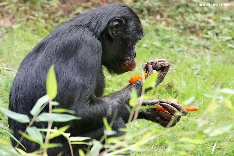 Bonobo am 30. September 2020 auf der Außenanlage am Menschenaffen-Haus im Zoo Wuppertal (Foto Klaus Tüller)