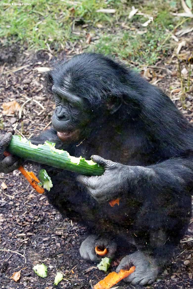 Bonobo am 30. September 2020 auf der Außenanlage am Menschenaffen-Haus im Wuppertaler Zoo (Foto Klaus Tüller)