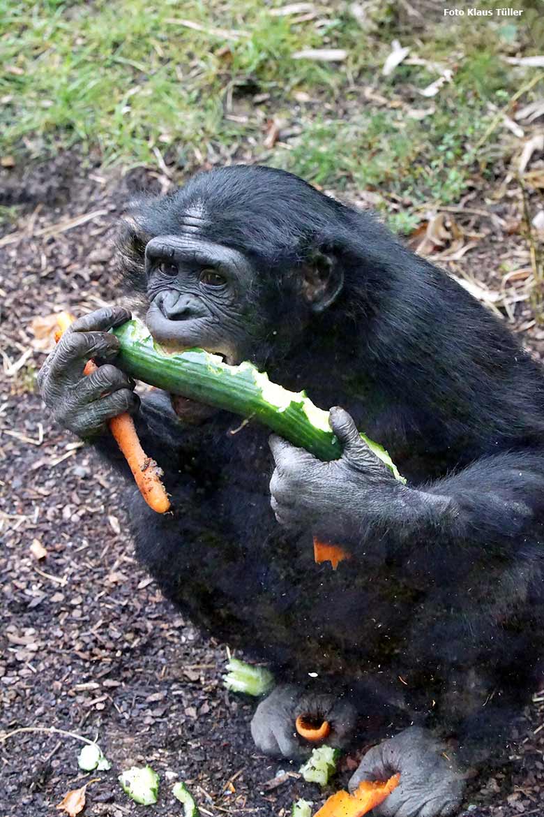 Bonobo am 30. September 2020 auf der Außenanlage am Menschenaffen-Haus im Grünen Zoo Wuppertal (Foto Klaus Tüller)