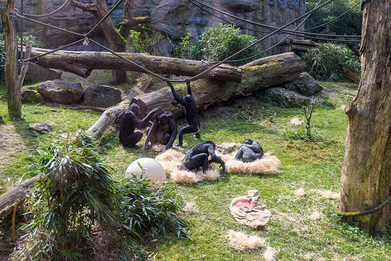 Bonobos am 1. Mai 2021 auf der Außenanlage am Menschenaffen-Haus im Grünen Zoo Wuppertal