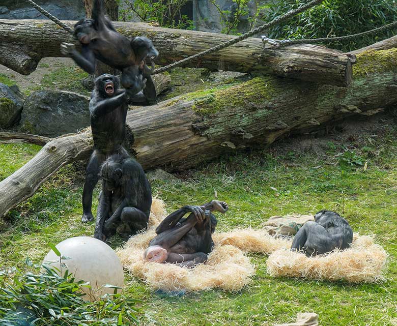 Bonobos am 1. Mai 2021 auf der Außenanlage am Menschenaffen-Haus im Zoologischen Garten Wuppertal