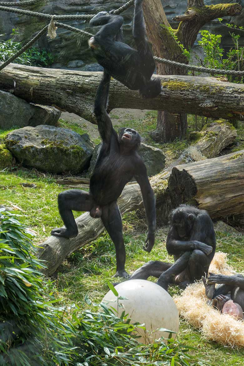 Bonobos am 1. Mai 2021 auf der Außenanlage am Menschenaffen-Haus im Wuppertaler Zoo