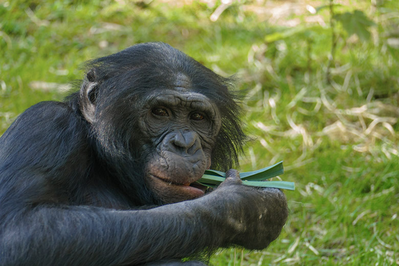 Bonobo am 9. Mai 2021 auf der Außenanlage am Menschenaffen-Haus im Grünen Zoo Wuppertal