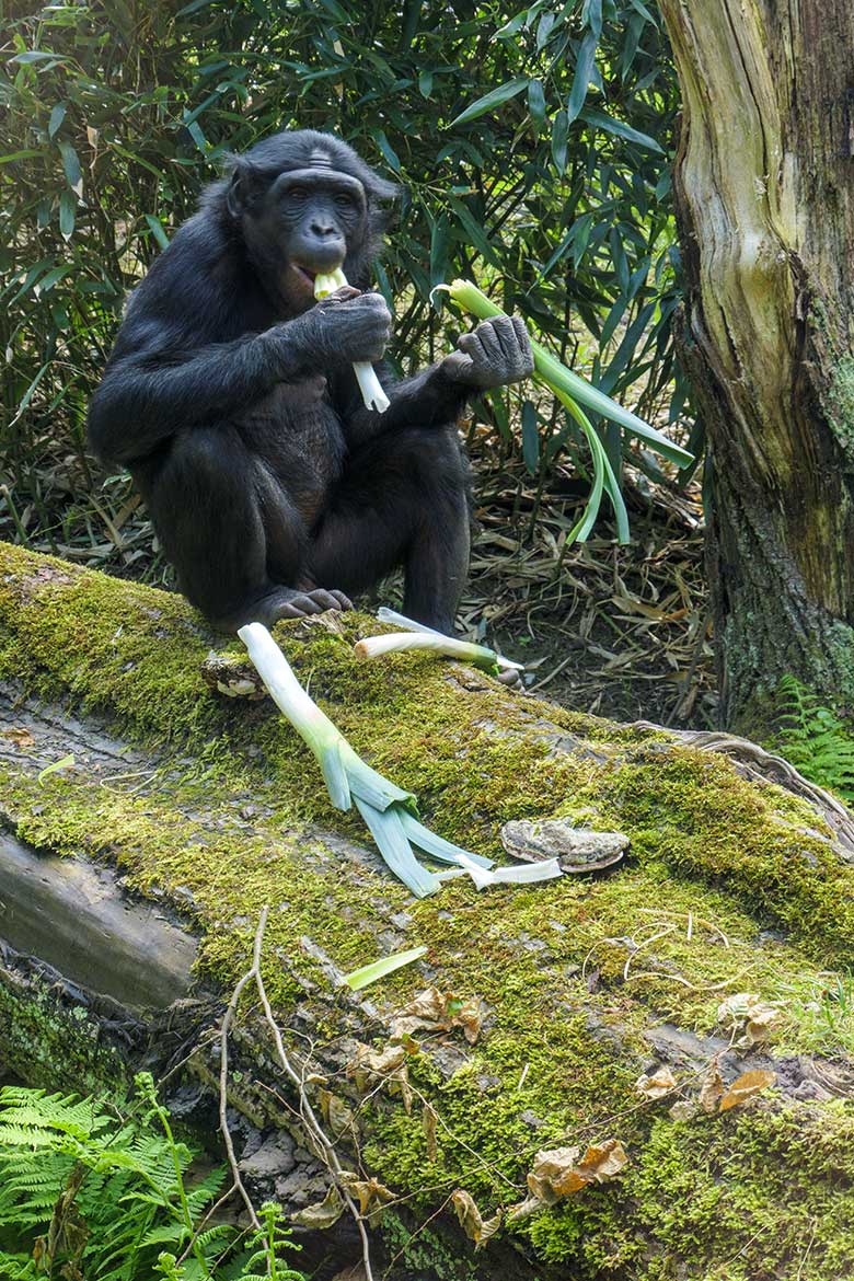 Weiblicher Bonobo AKEENA am 28. Mai 2021 auf der Außenanlage am Menschenaffen-Haus im Wuppertaler Zoo